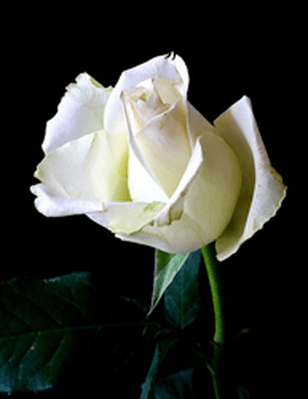 Shirley Carolyn Beatty Obituary